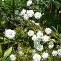 Spiraea prunifolia Plena P7 P27 P28
